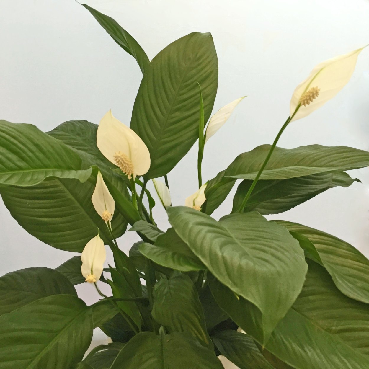 Спатифиллум геликониелистный (Spathiphyllum heliconiifolium)
