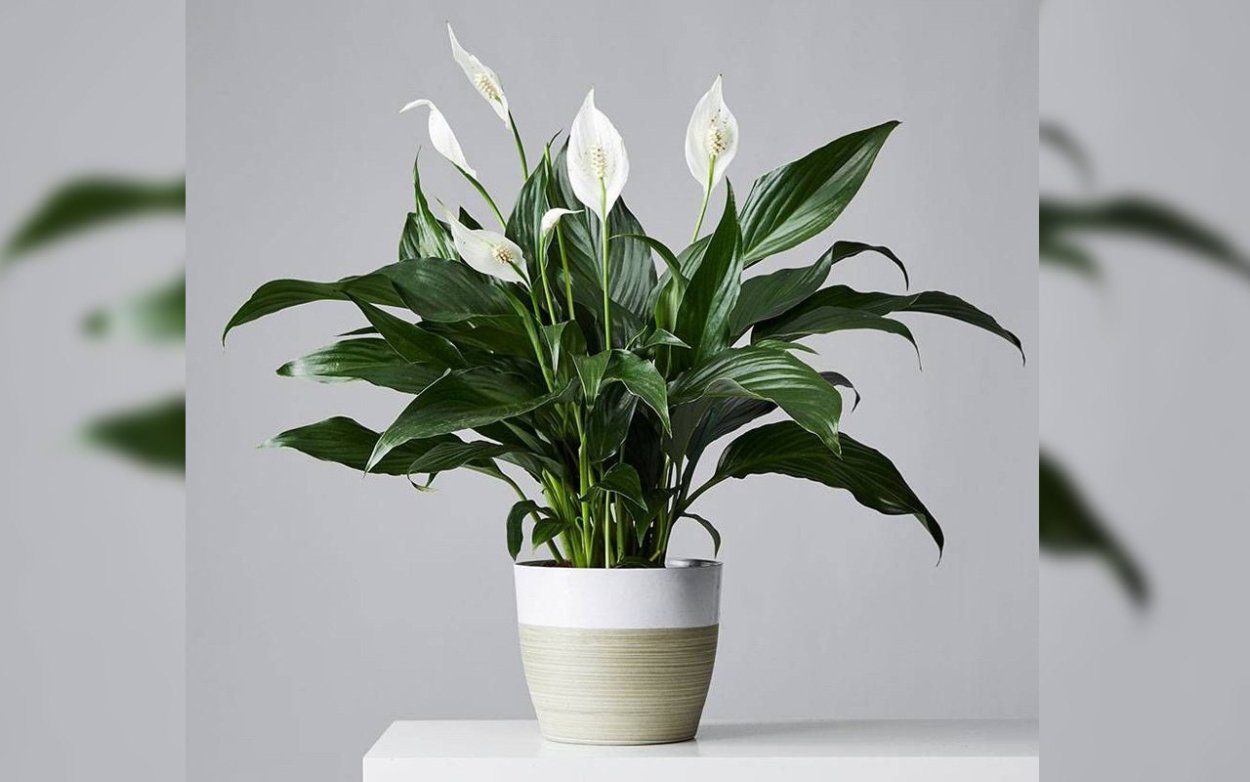Спатифиллум Bellini Air so Pure