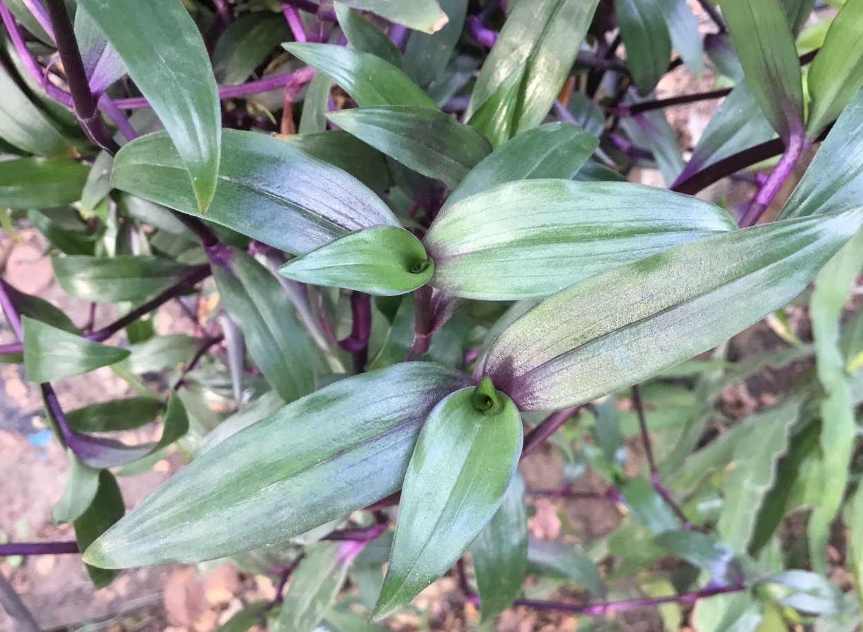 Традесканция трипогандра