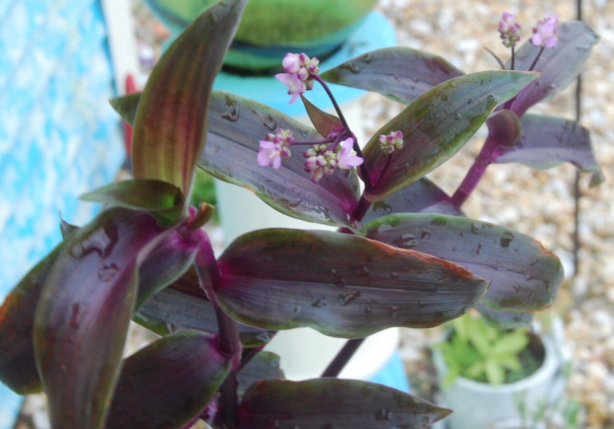 Традесканция трипогандра