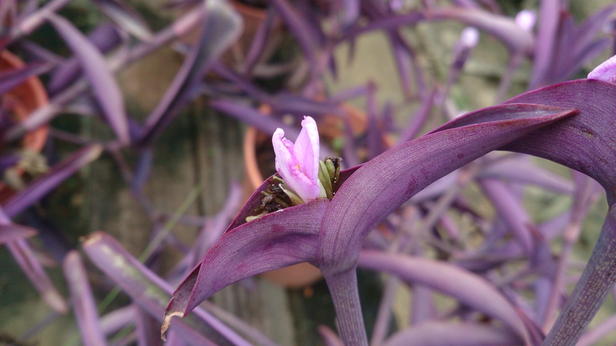 Традесканция Паллида перпл Харт