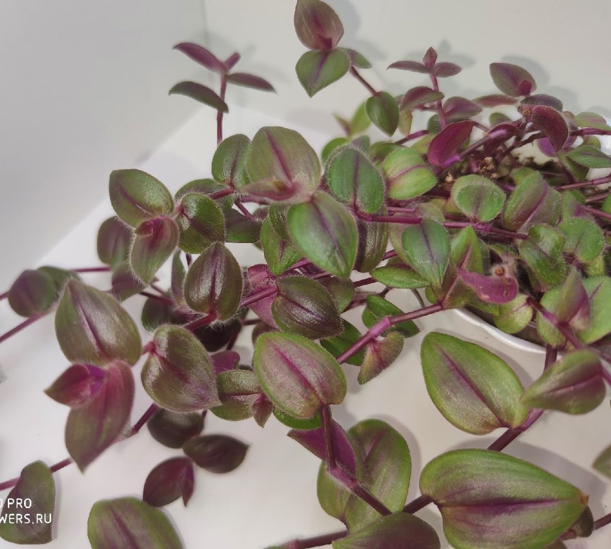 Традесканция Гибазис