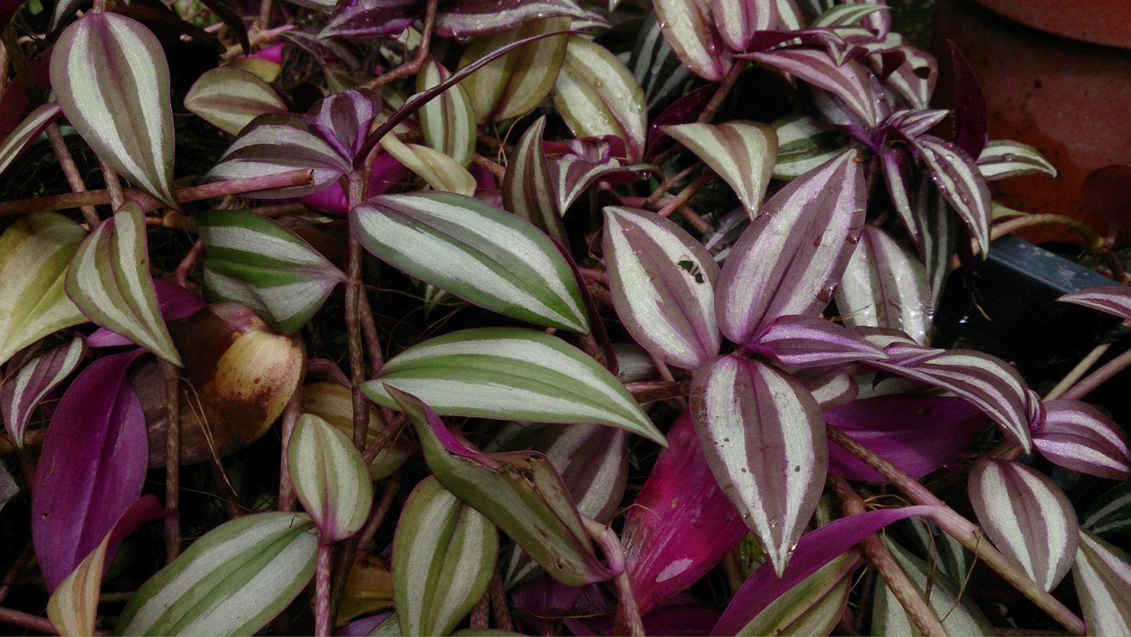 Традесканция зебрина Пурпуза