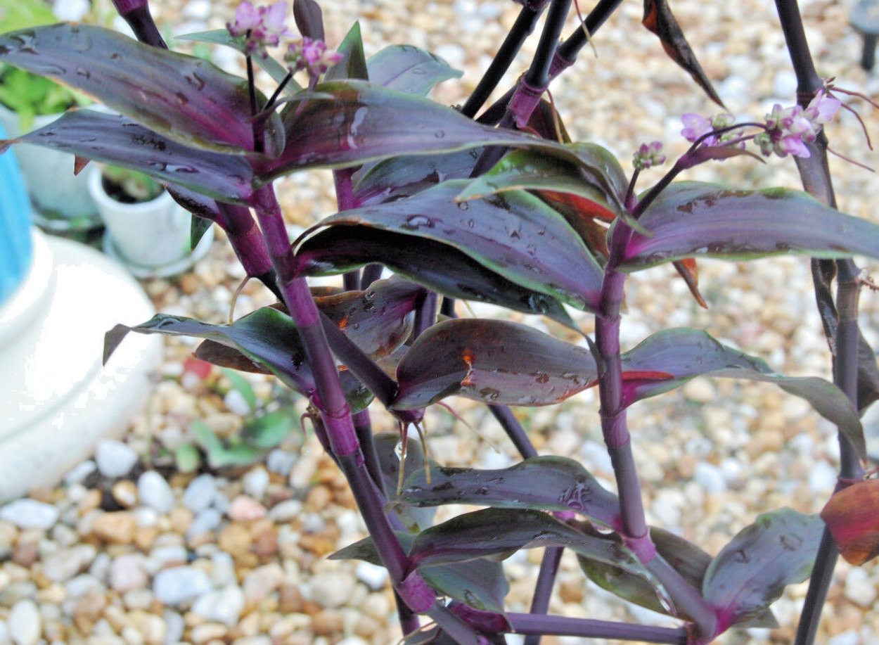 Традесканция Tripogandra serrulata