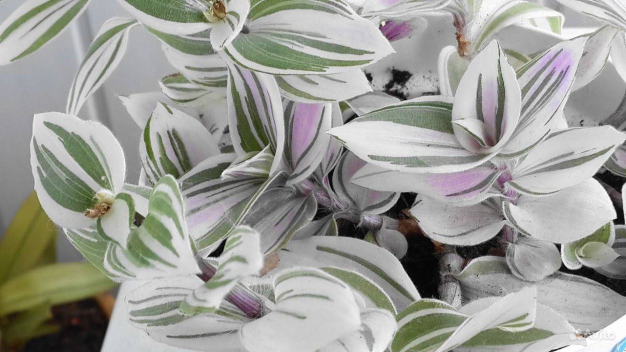 Традесканция зебрина Альба