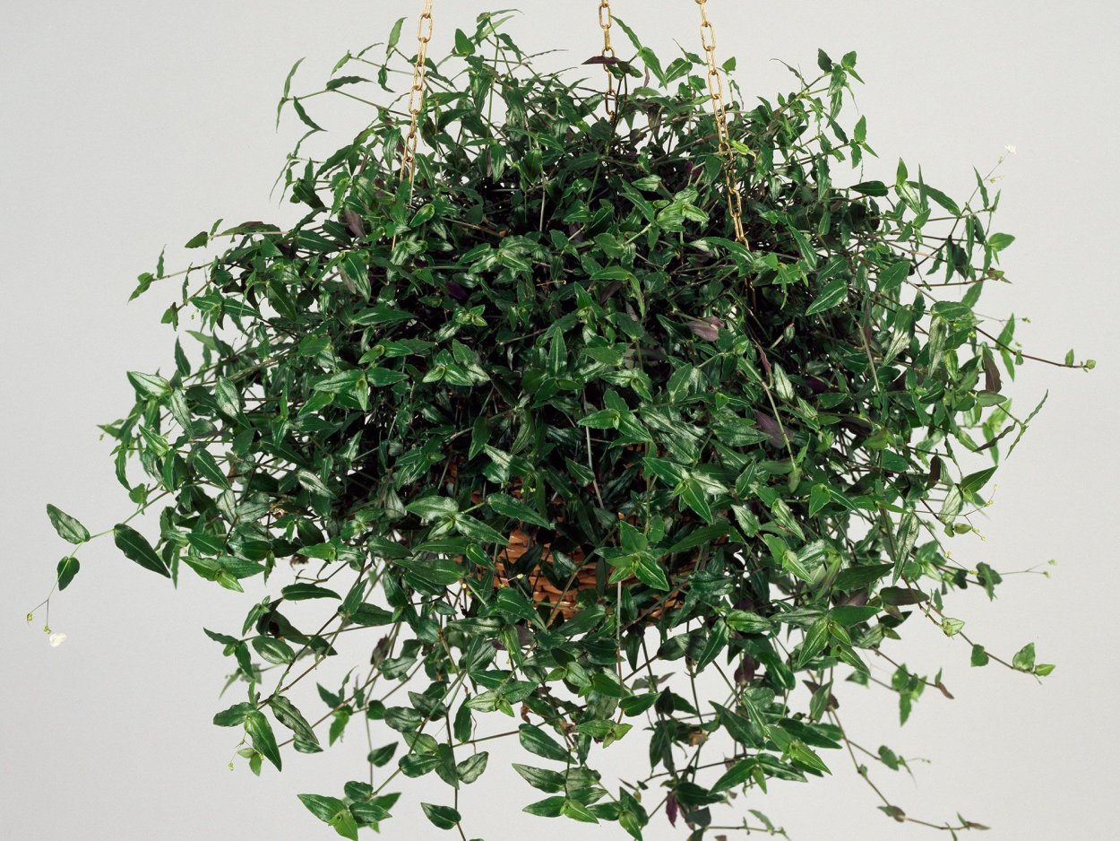 Традесканция трипогандра