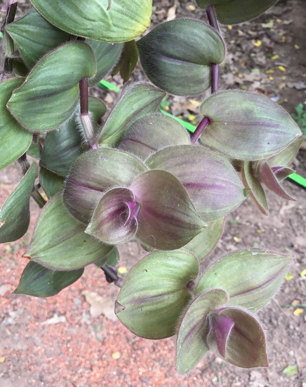 Традесканция Gibasis