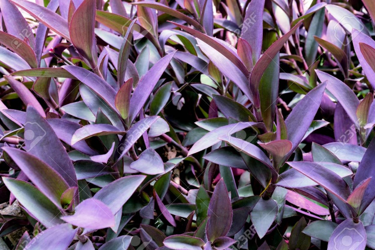 Традесканция толстянковая