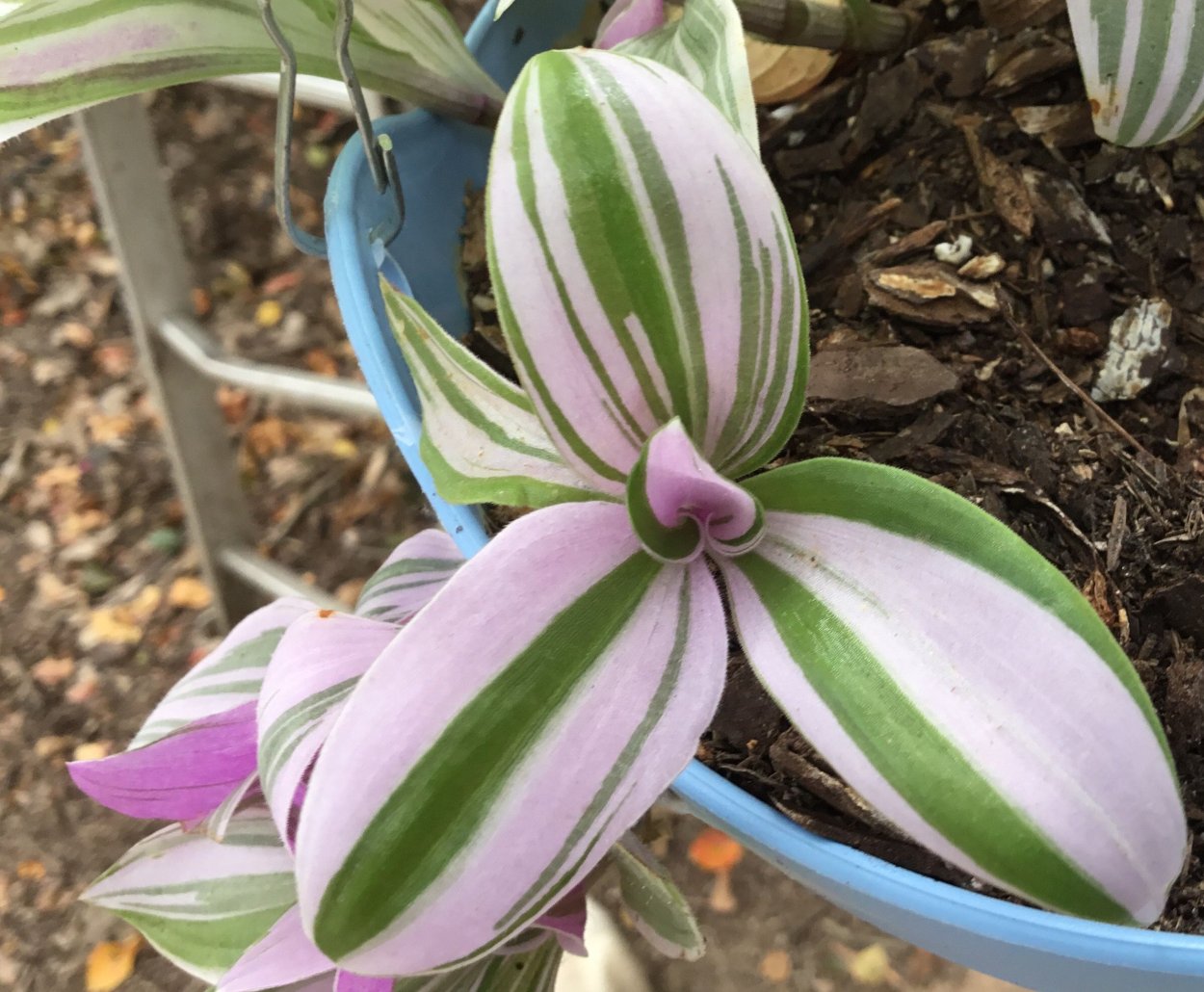 Традесканция Рео вариегатная