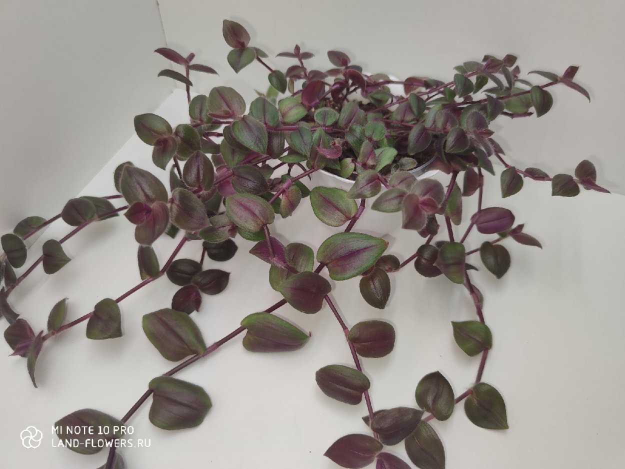 Традесканция Gibasis geniculata Purple