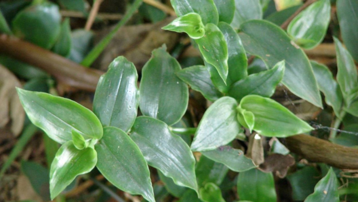 Традесканция темно зеленая