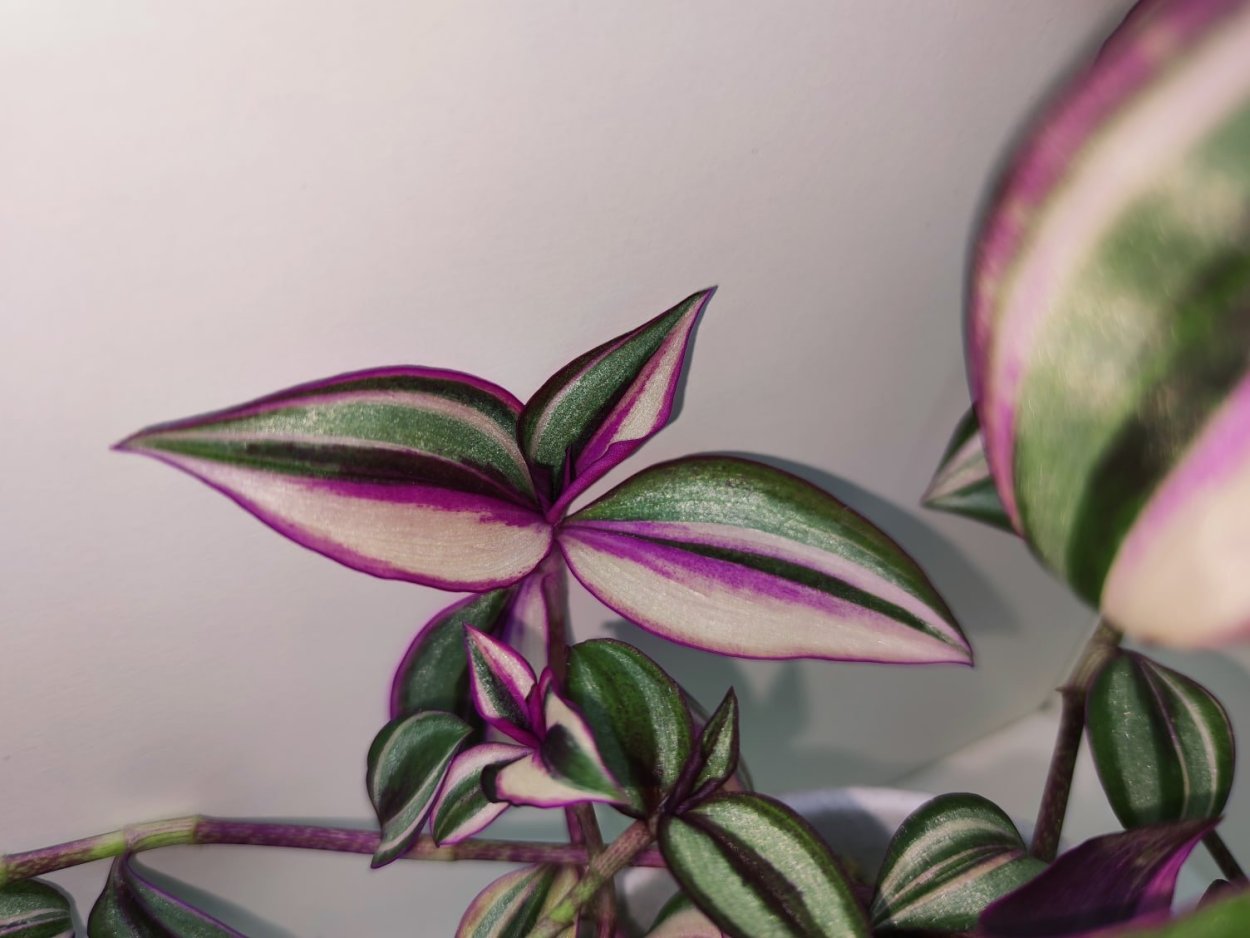 Традесканция зебрина