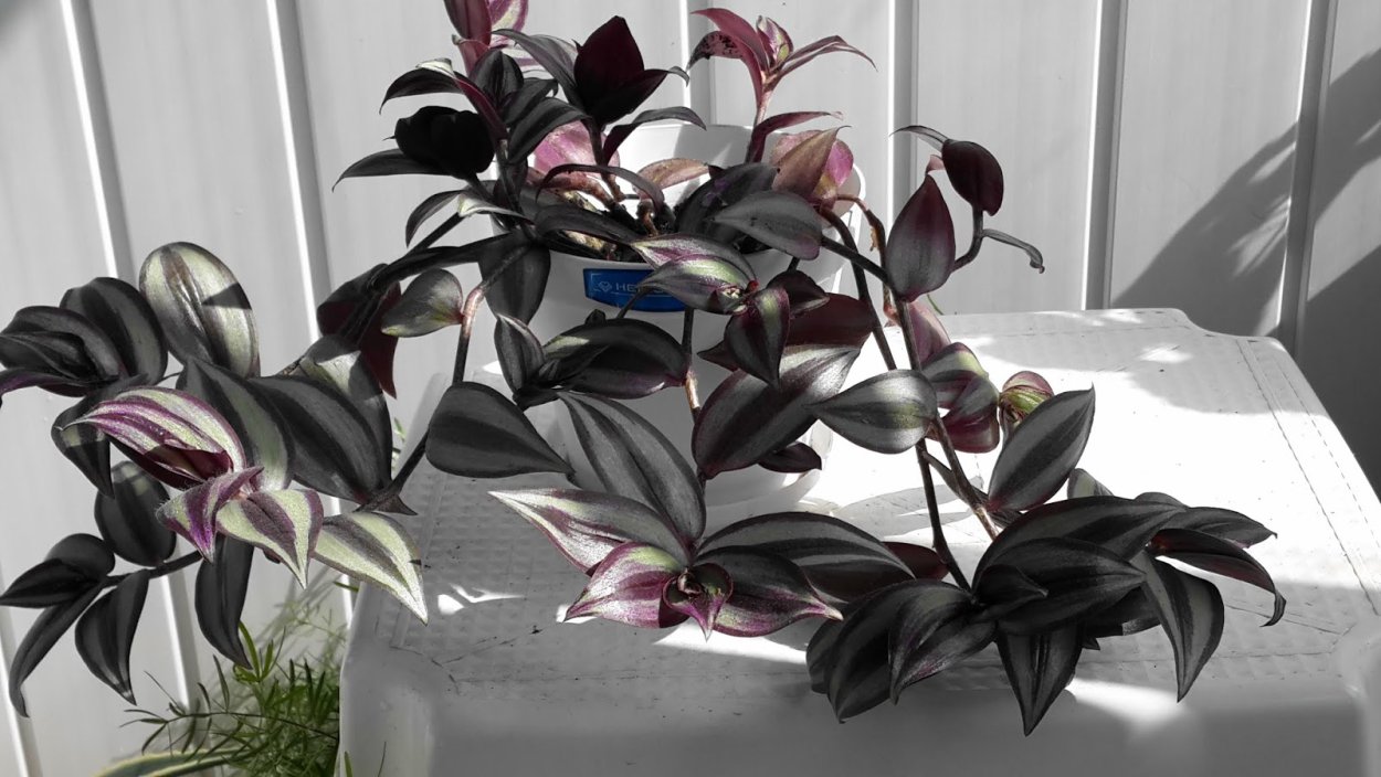 Традесканция полосатая зебрина