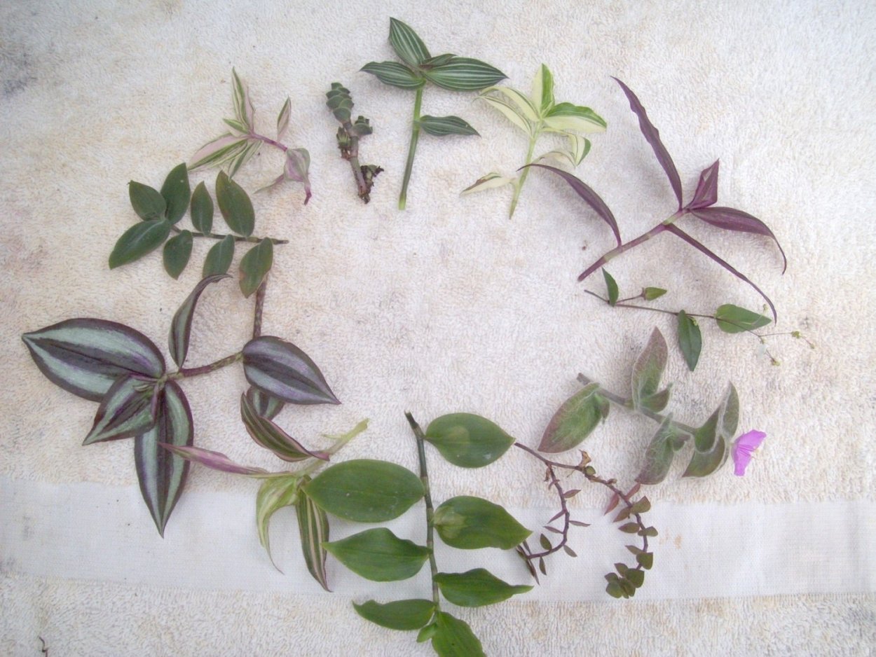 Традесканция Вьюн