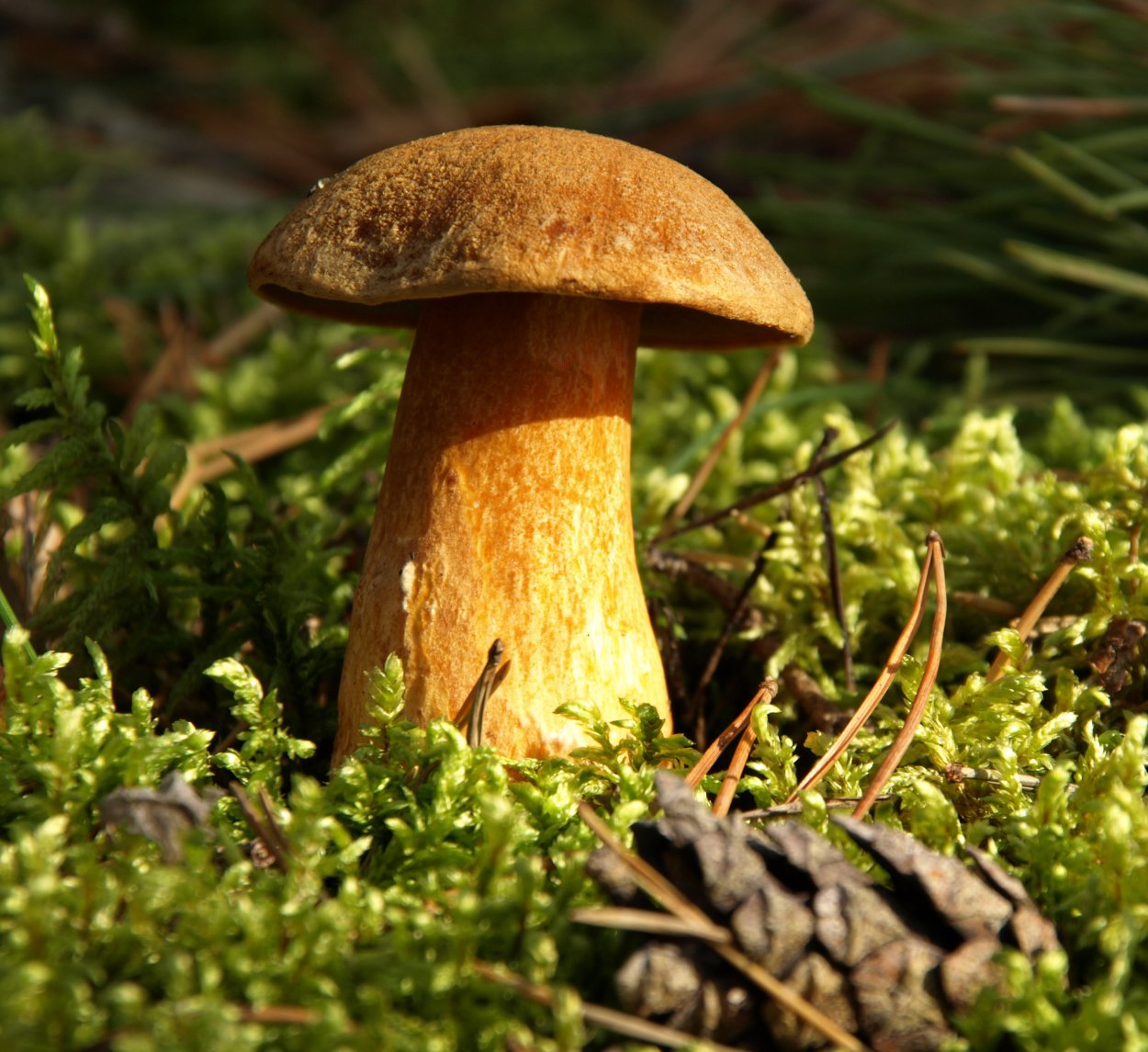 Гриб моховик песчаный