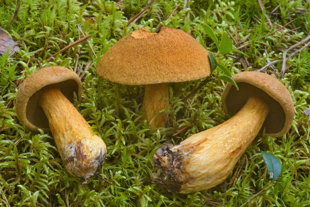Маслёнок желто-бурый Suillus variegatus