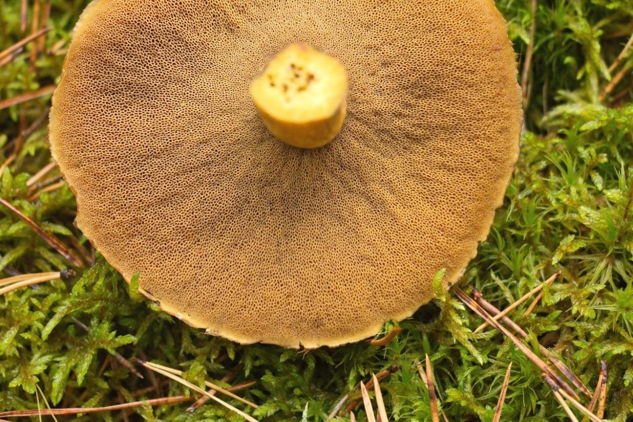 Гриб моховик ложный