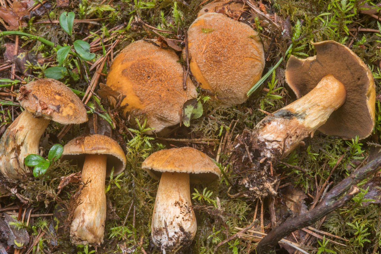 Suillus variegatus