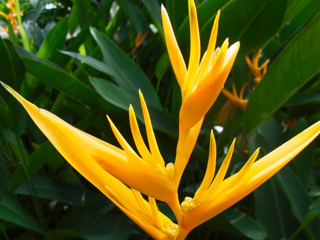 ПЕТРОФЛОРА Golden Torch