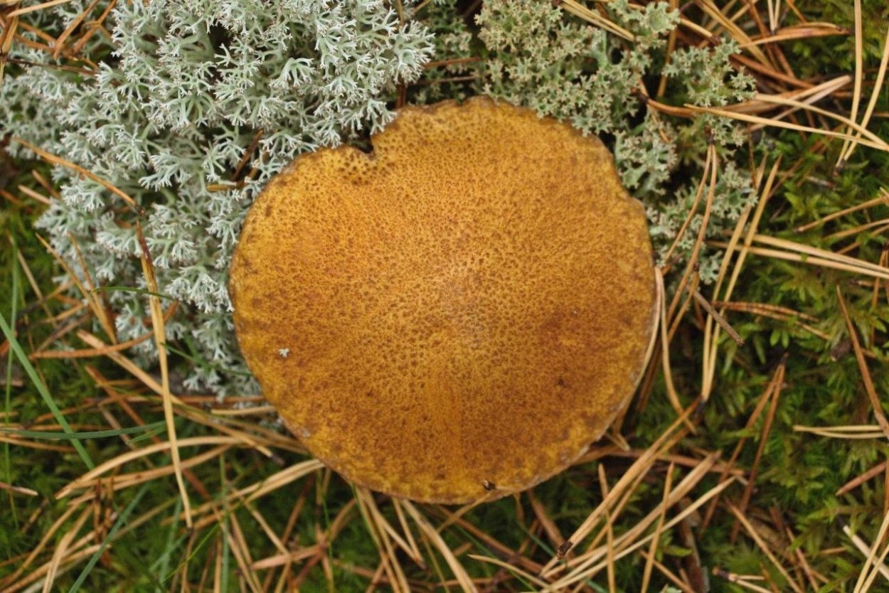 Моховик ржавчинный