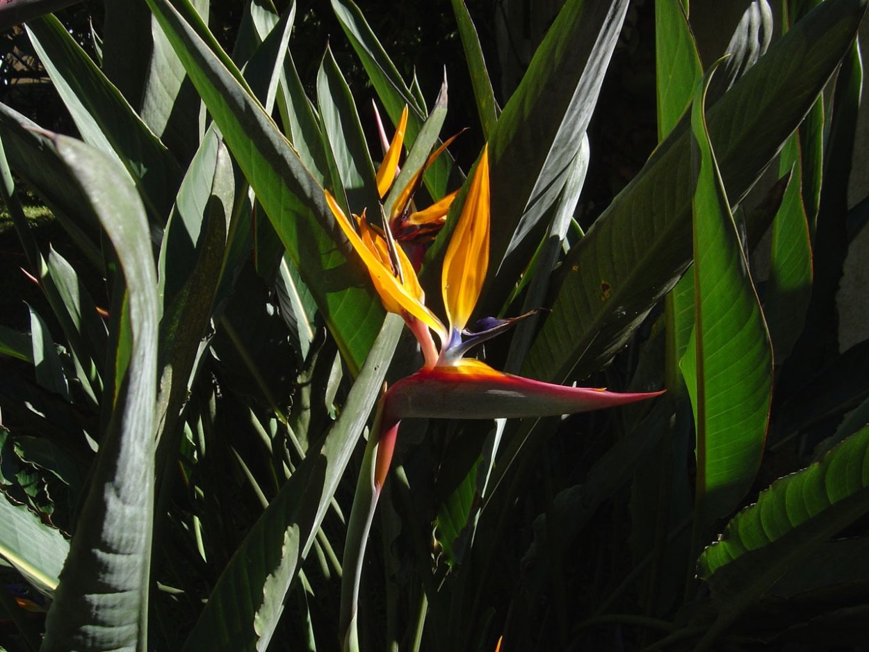 Bird of Paradise растение