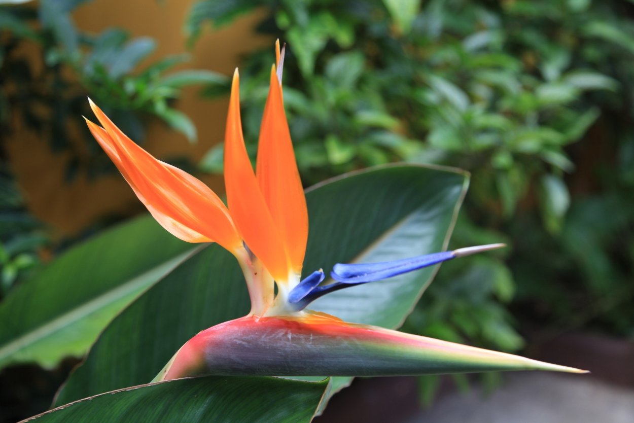 Стрелиция Райская птица