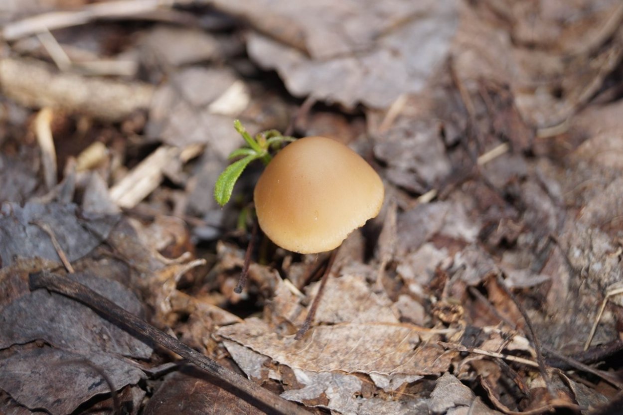 Весенние грибы съедобные Краснодарский край
