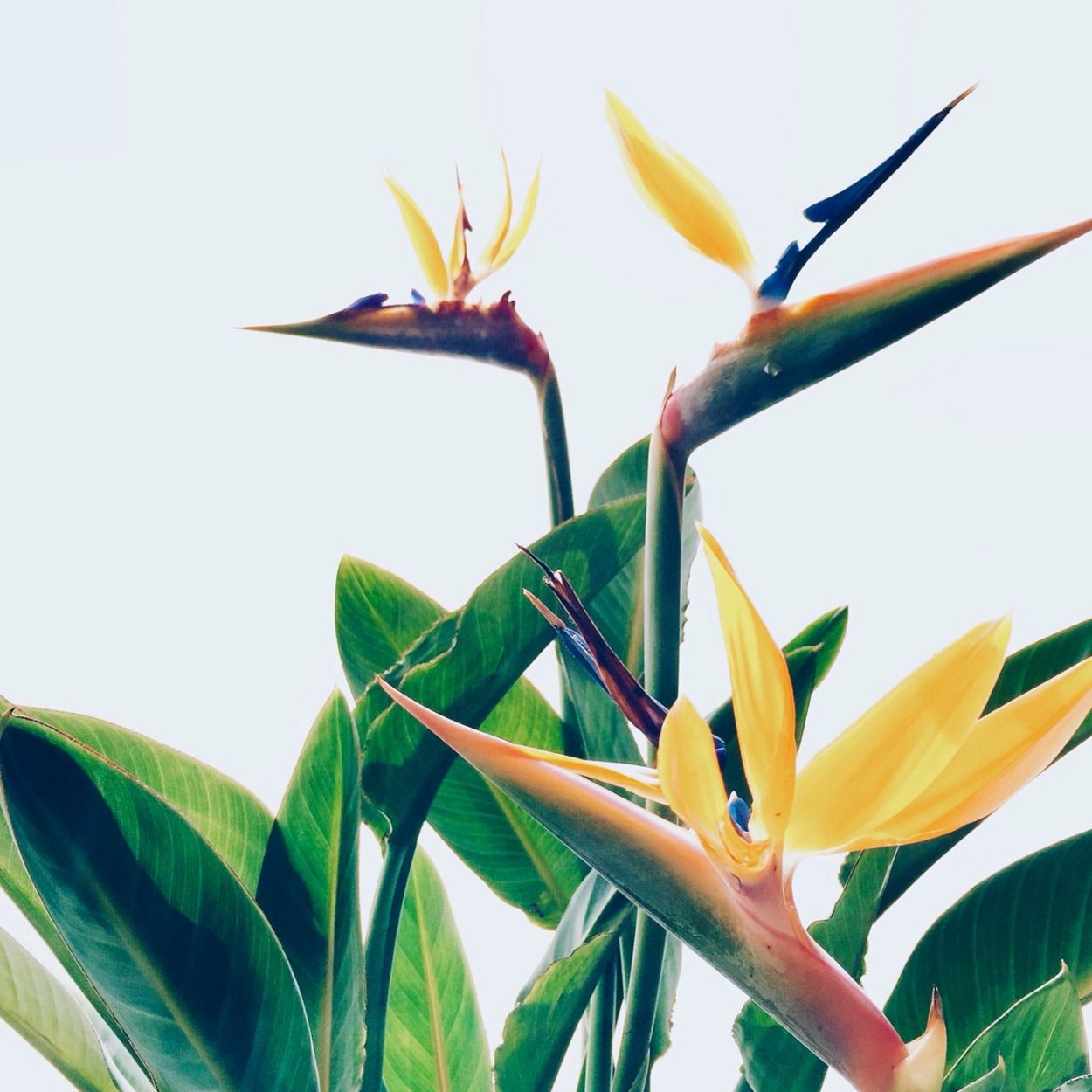 Стрелиция живопись