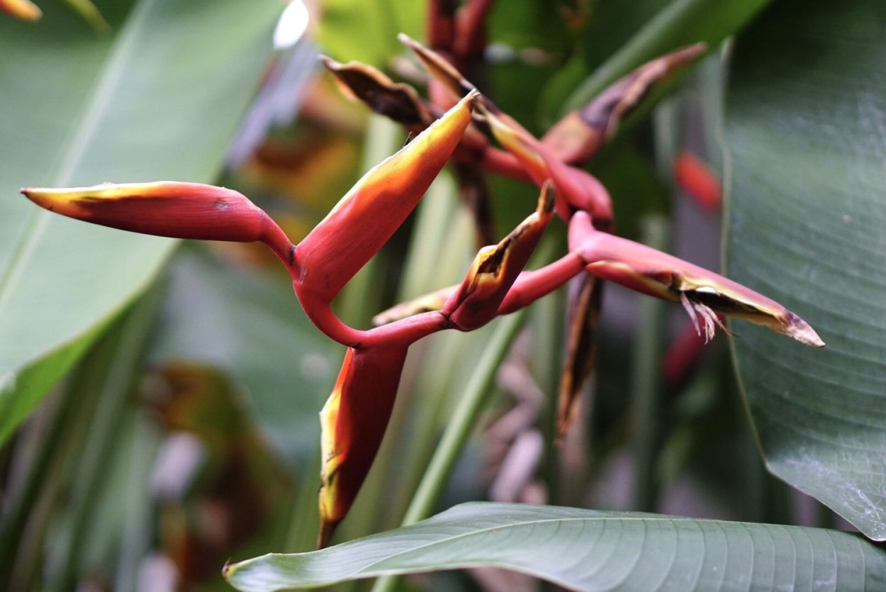 Коготь Омара цветок