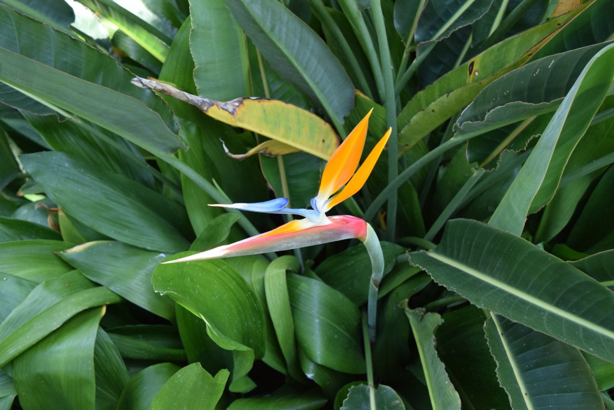 Геликония листья