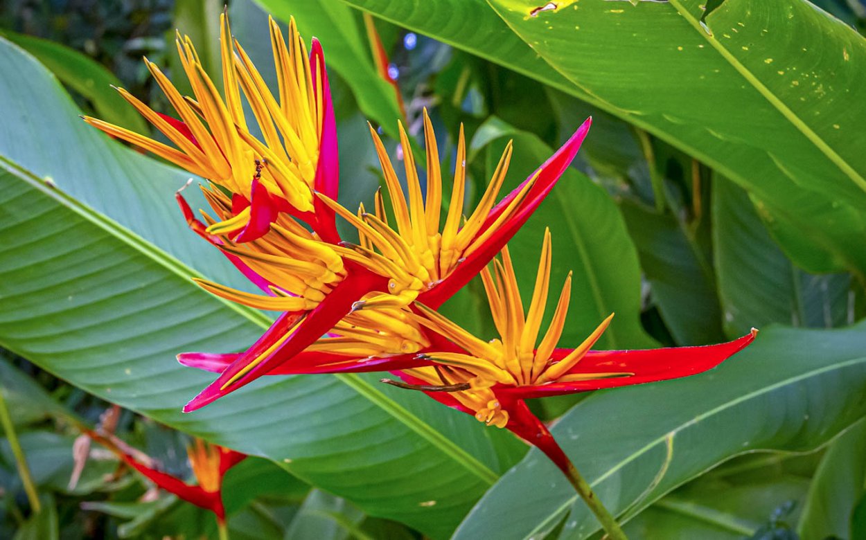 Тропические цветы