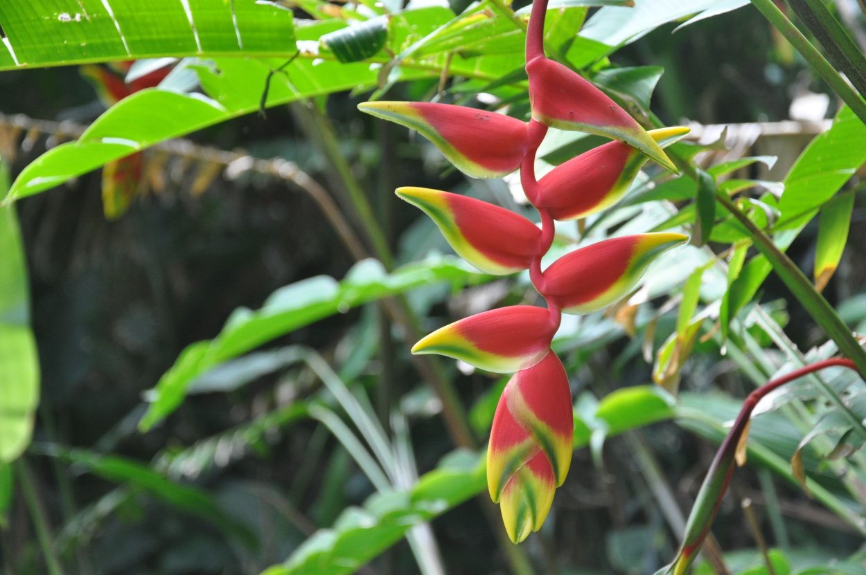 Геликония индийская