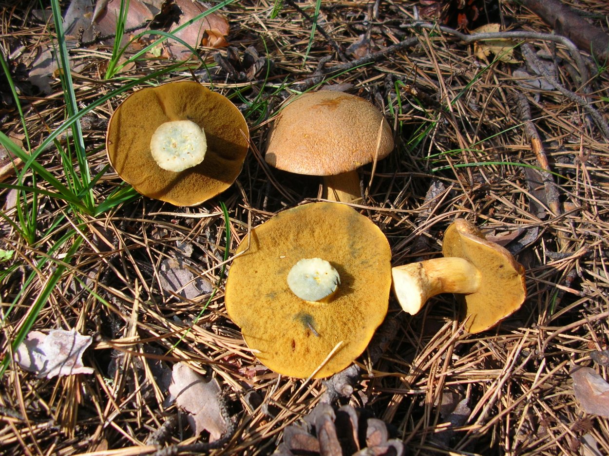 Съедобные грибы Алтайского края фото