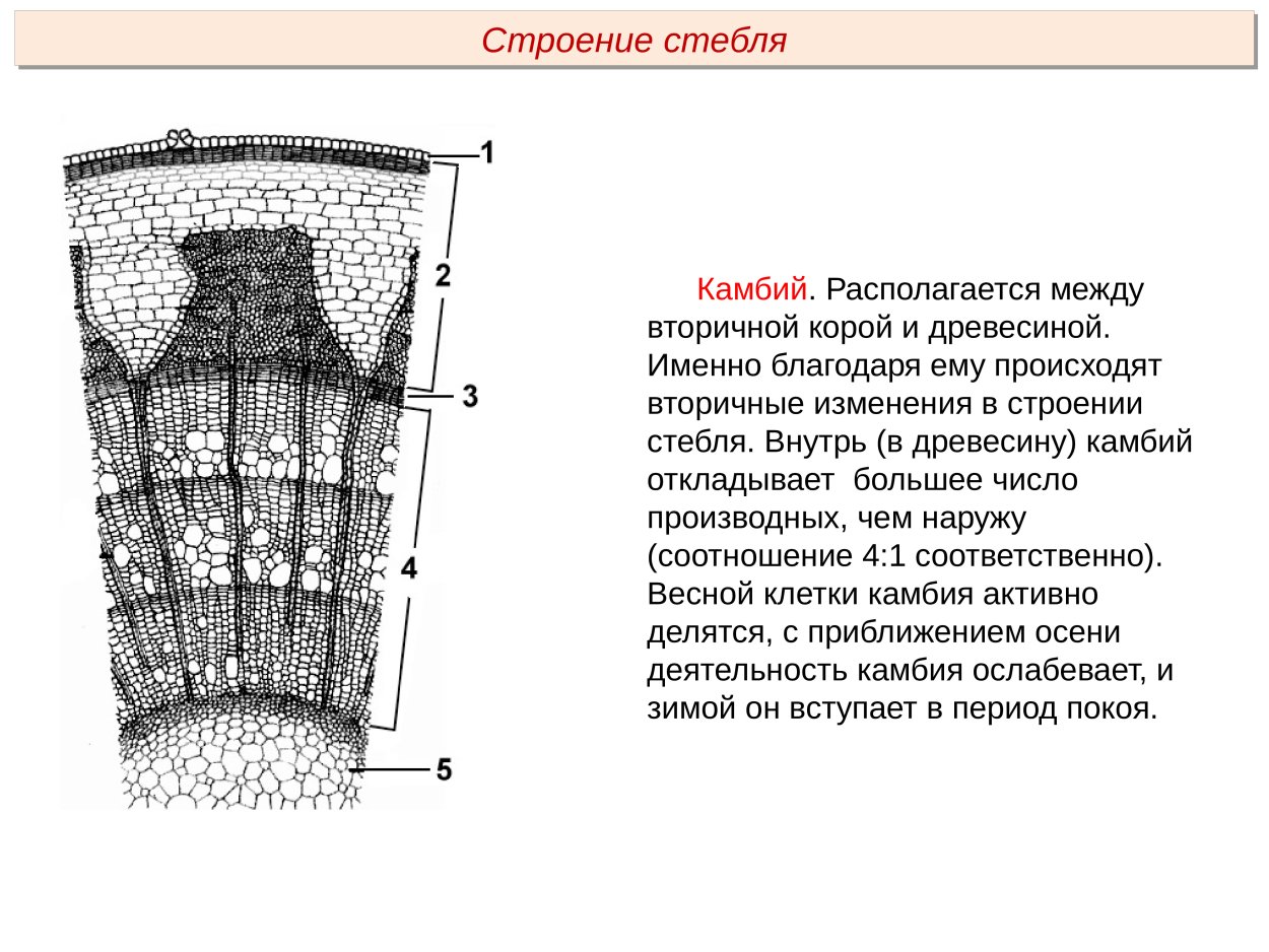 Стебель рисунки