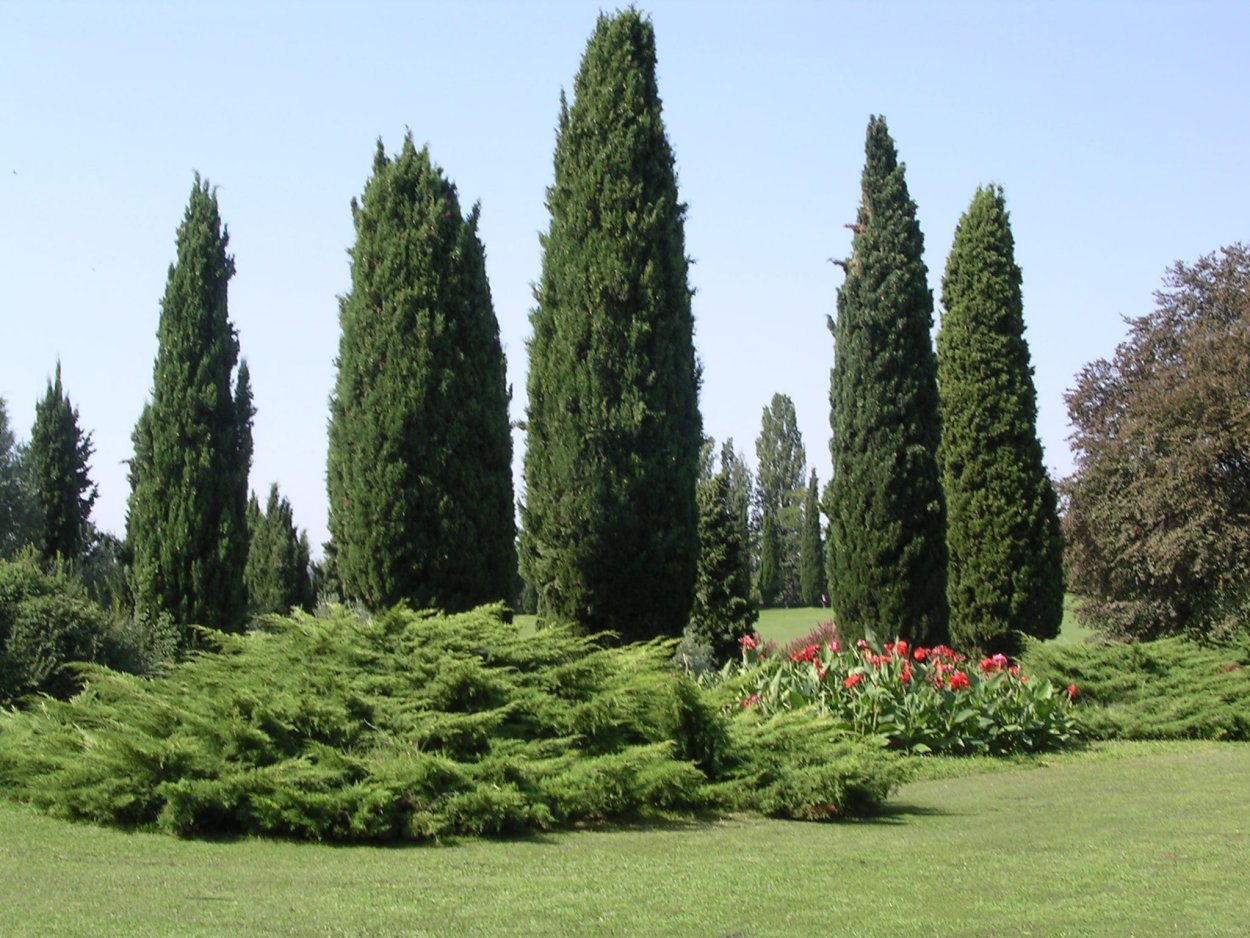 Кипарис вечнозеленый (Cupressus sempervirens)
