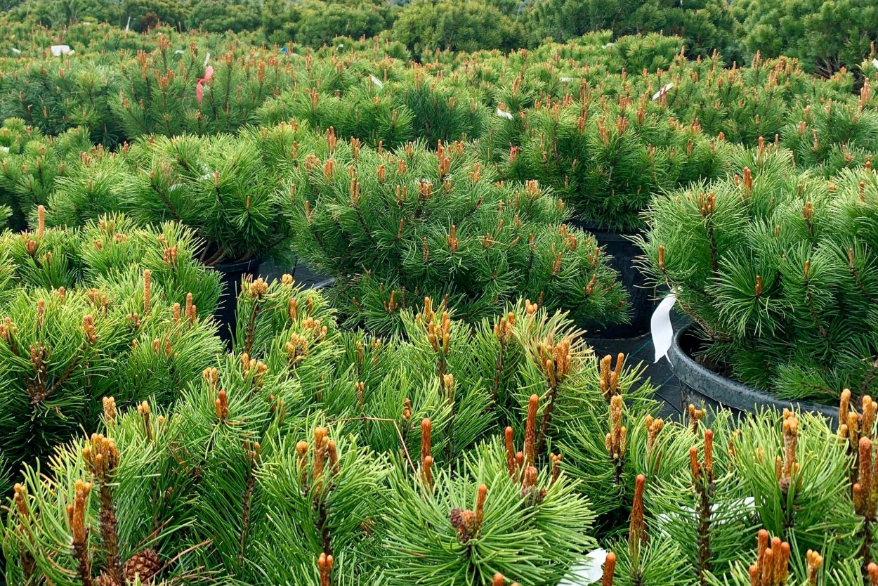 Дубрава питомник