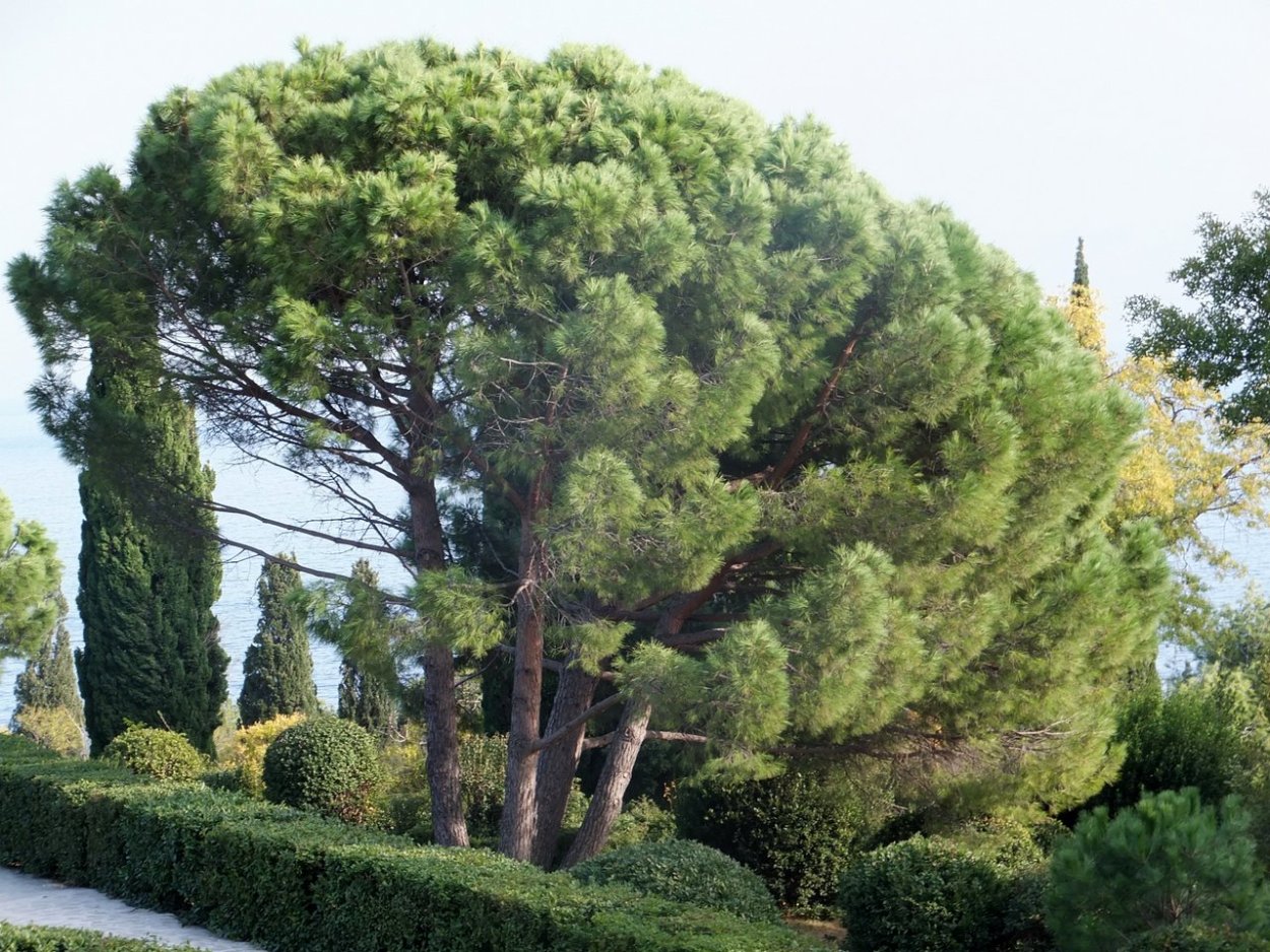 Воронцовский парк сосна Пиния