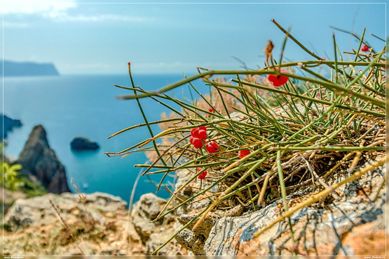 Эфедра хвойник