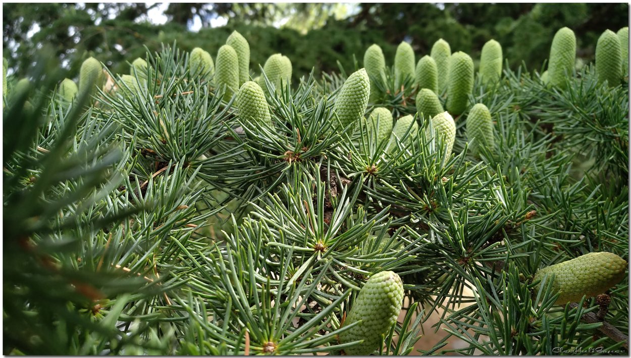 Сосна Крымская хвоя