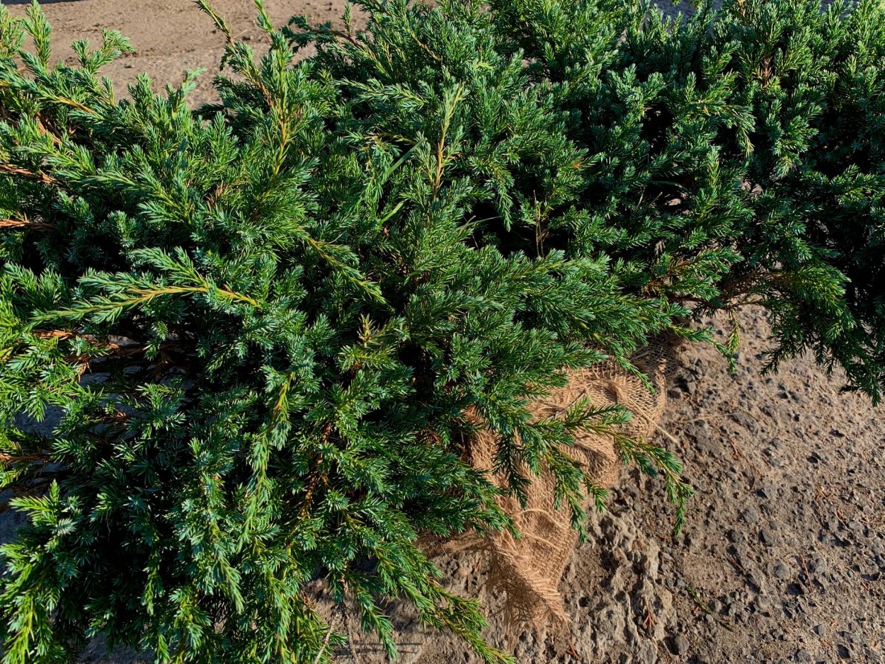 Самшит и можжевельник
