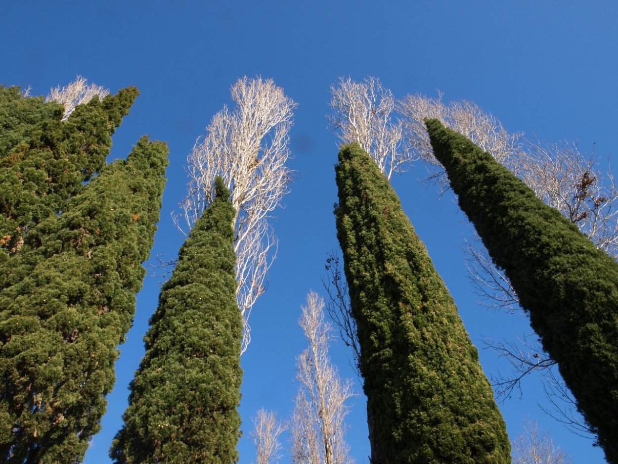 Кипарис вечнозеленый (Cupressus sempervirens)