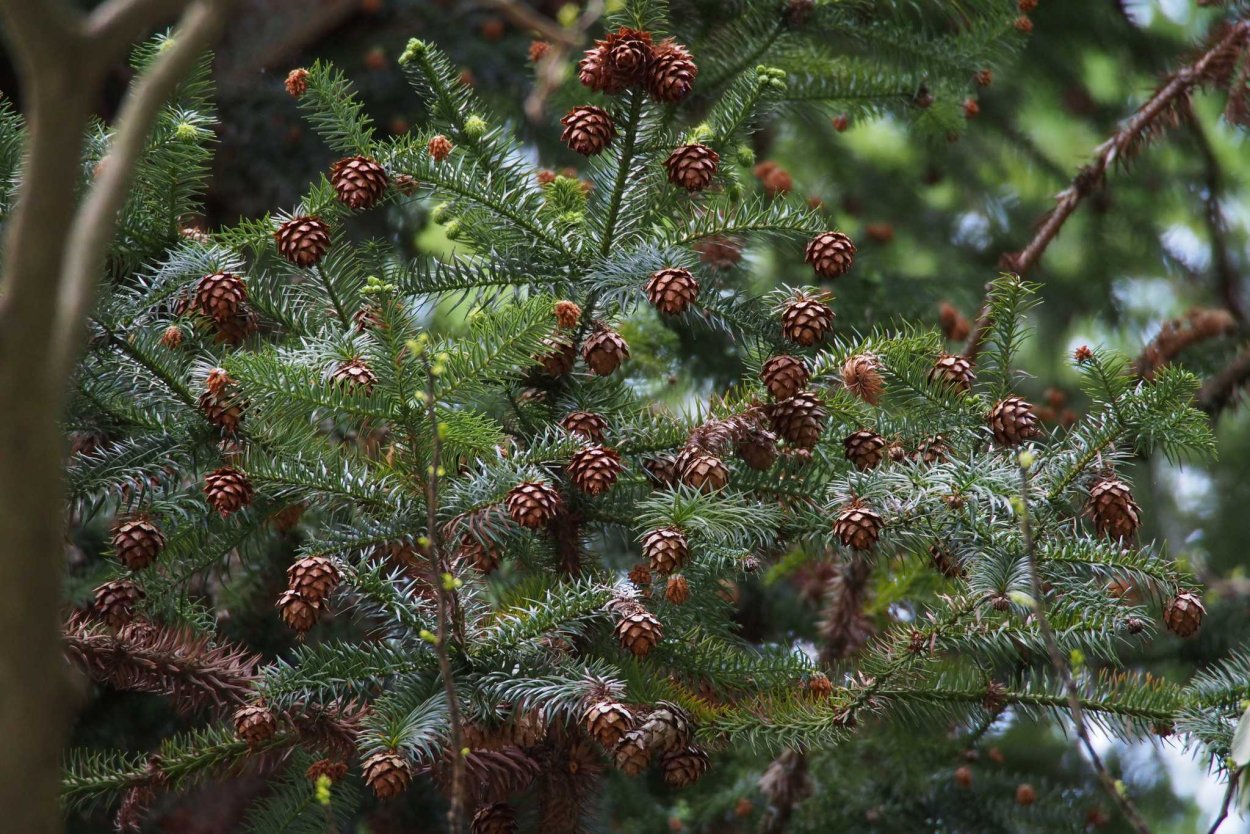 Куннингамия ланцетовидная