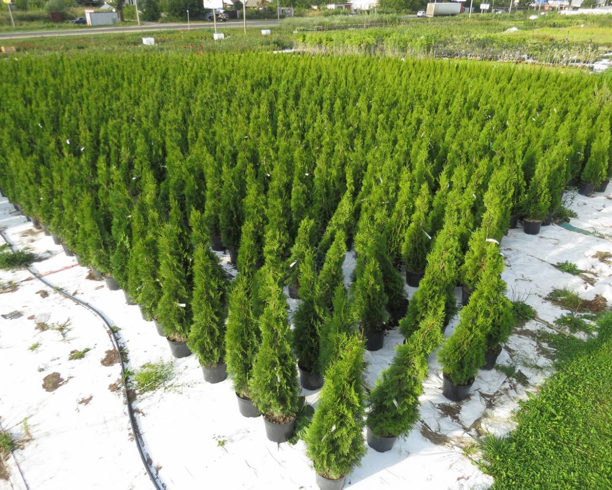 Туя Брабант семена