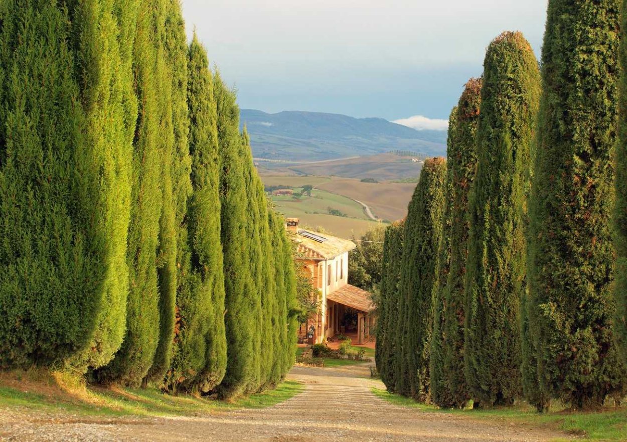 Кипарис вечнозеленый (Cupressus sempervirens)