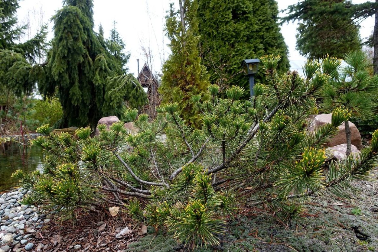 Pinus mugo Дикобраз