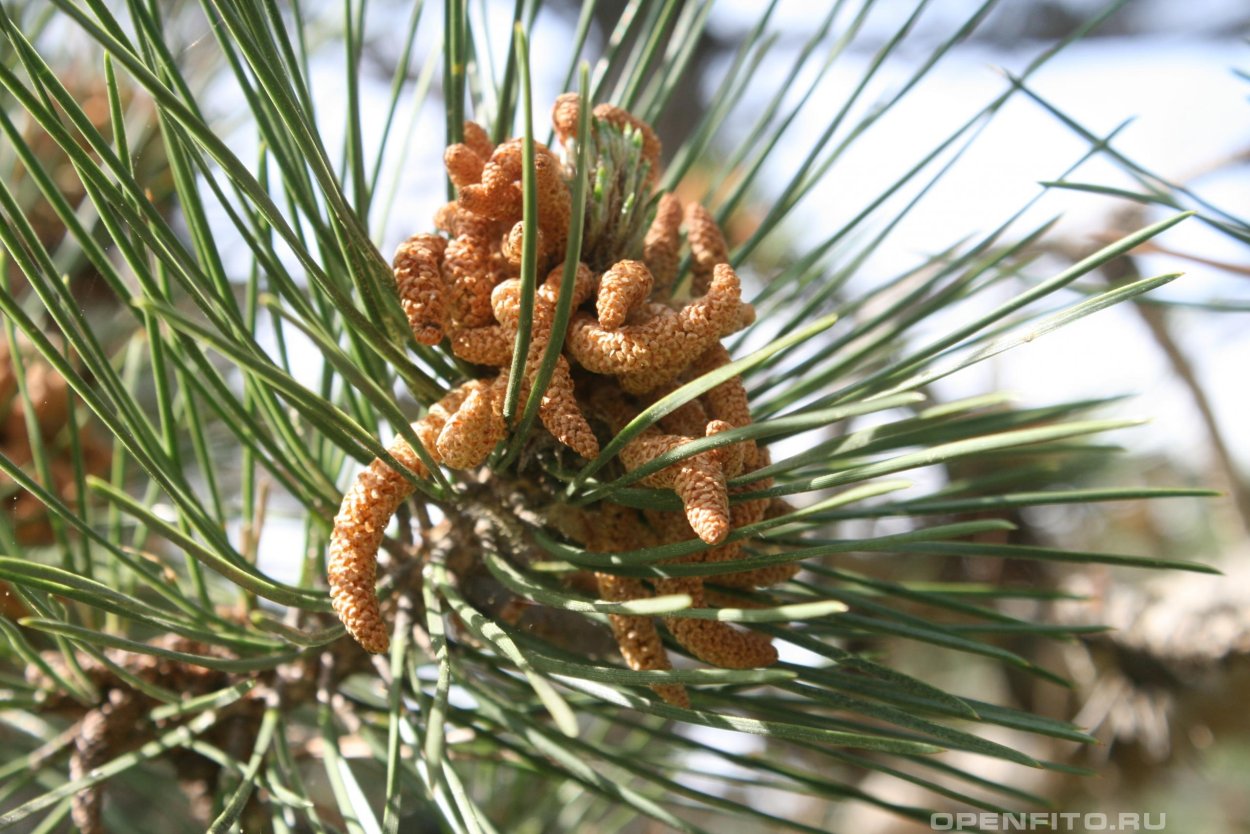 Сосна Палласа Крымская шишки