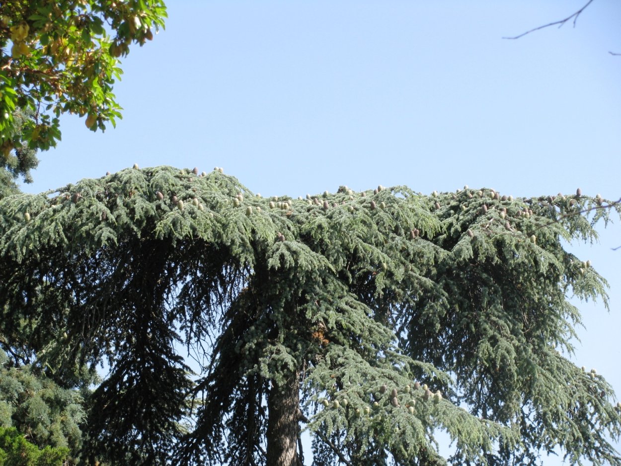 Хвойные деревья в Крыму названия