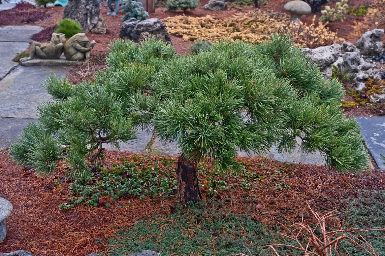 Pinus Sylvestris Albyns