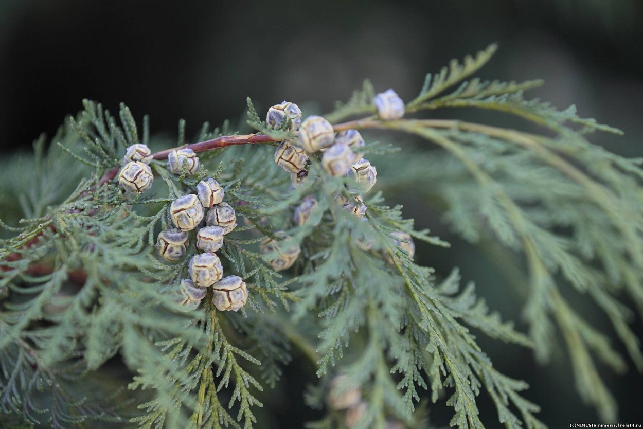 Туя Восточная ветка