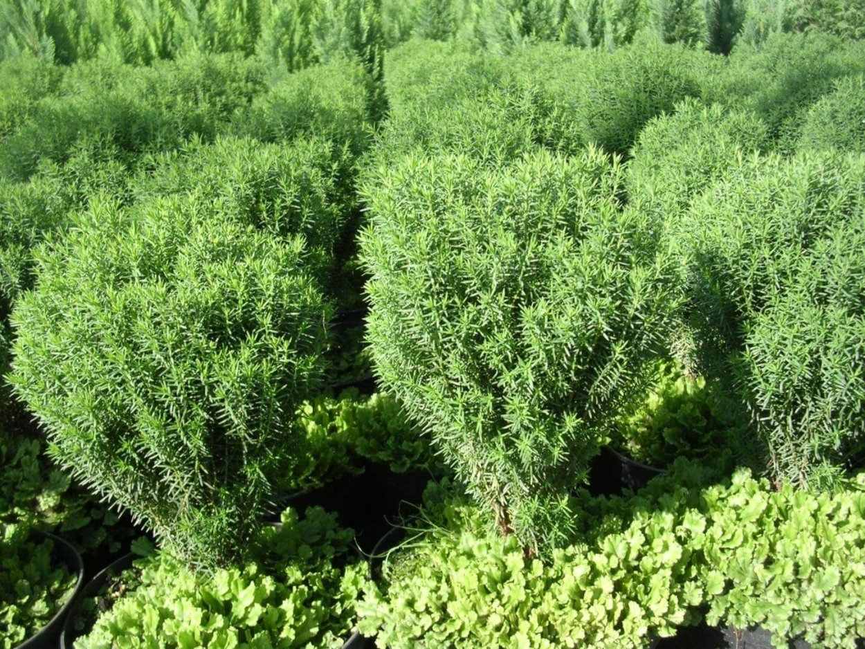 Питомник хвойных растений Заречный